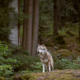 Wolf steht im Wald und blickt in Ferne
