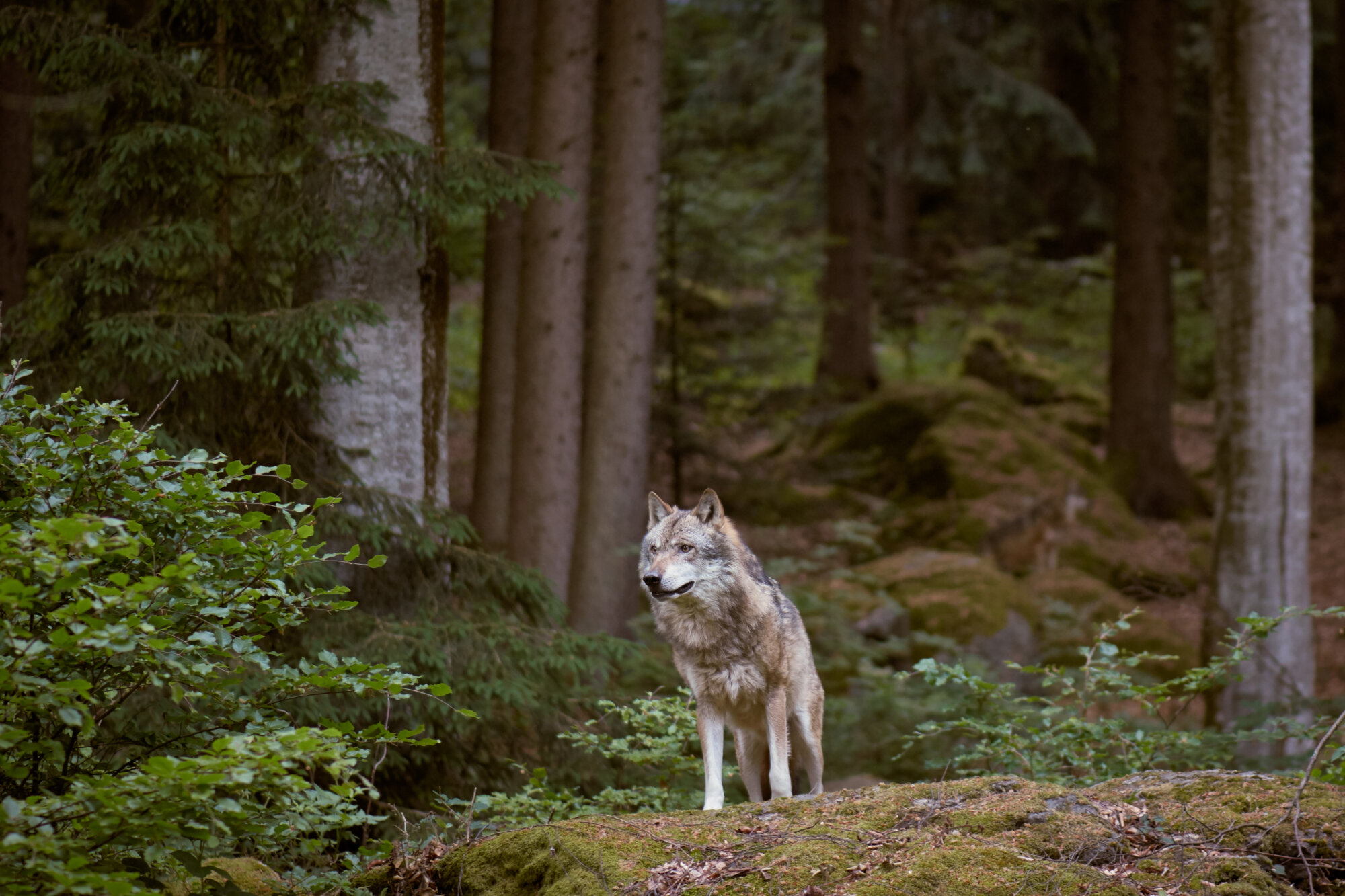 Wolf steht im Wald und blickt in Ferne